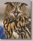 eagle owl * 480 x 600 * (110KB)